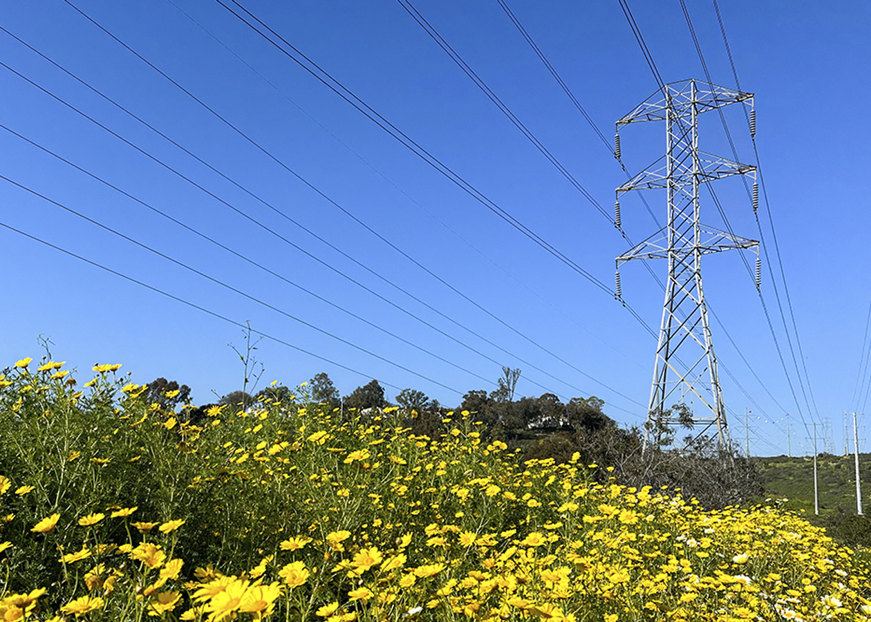 Transmission lines stand above a green field with yellow flowers
